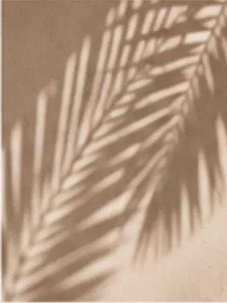 Palm shadow falling across warm plaster in afternoon light