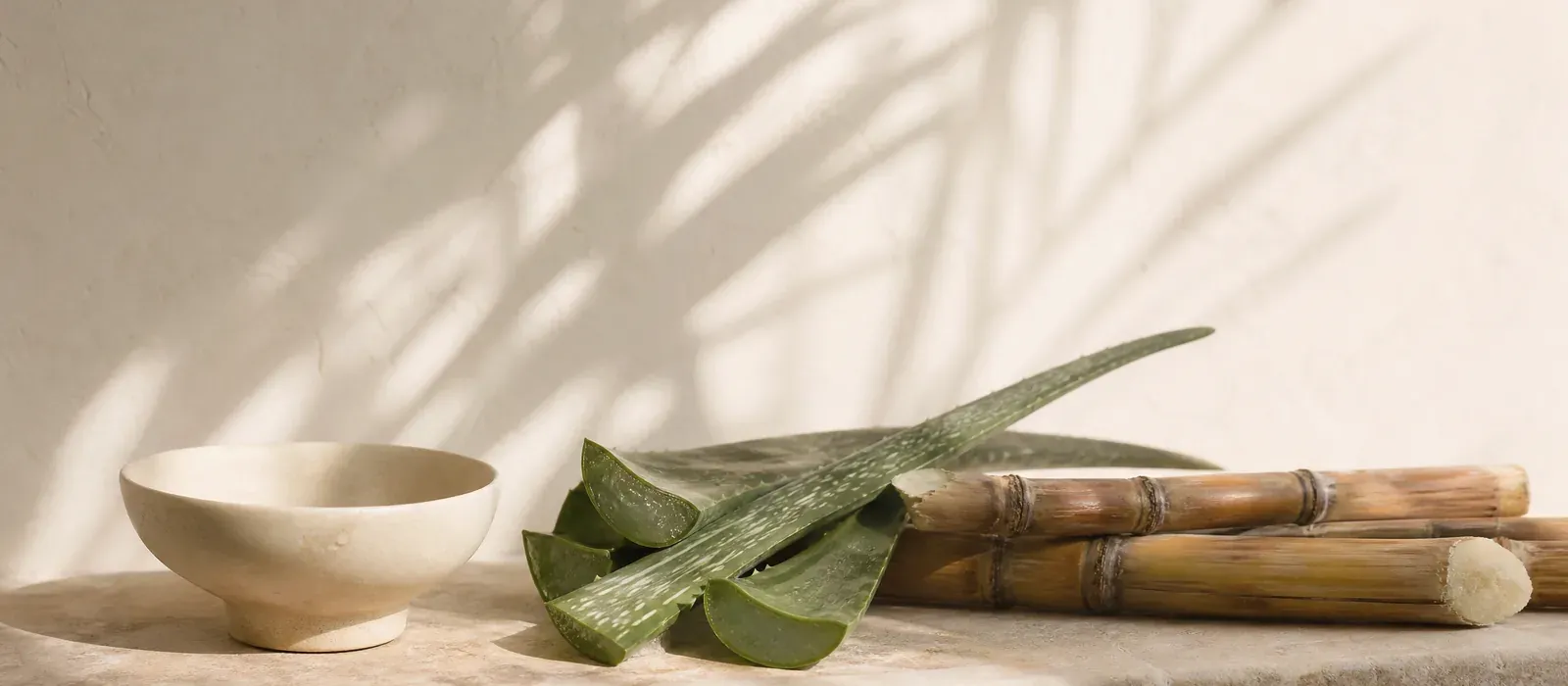 Aloe vera leaves and sugar cane on a stone bench, the natural ingredients behind organic tanning solutions