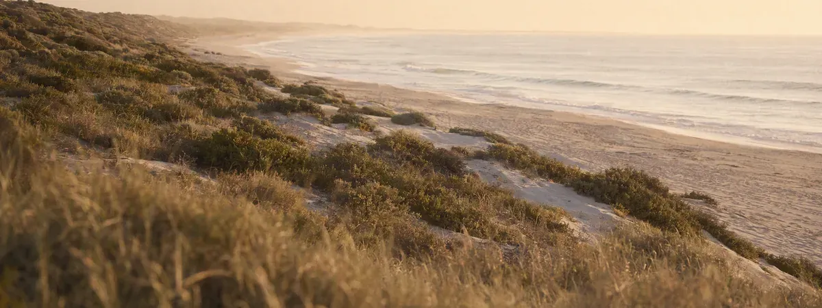 A long curving surf beach at golden hour, dune grasses and low coastal scrub in the foreground