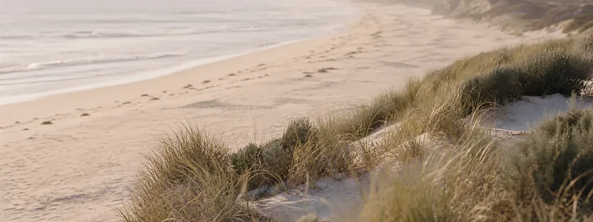 An empty stretch of white-sand coastline with dune grass and low windswept scrub in soft light