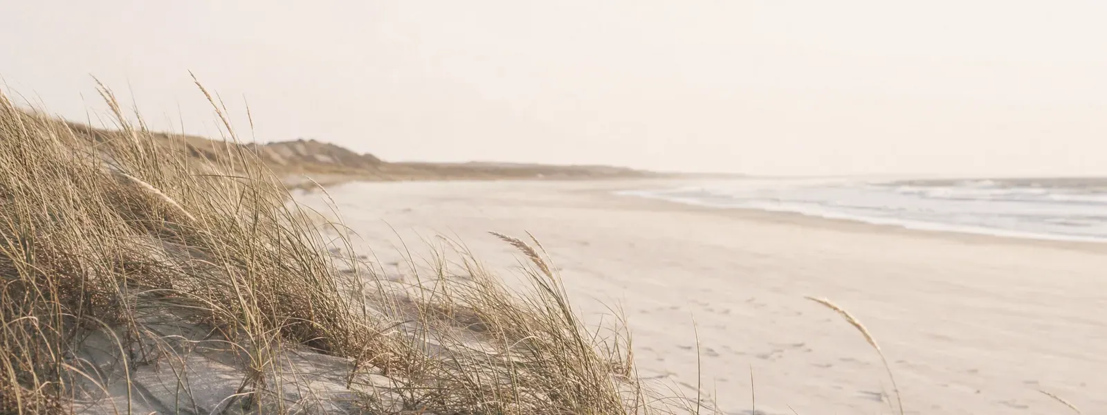 White-sand beach and dune grasses in soft afternoon light
